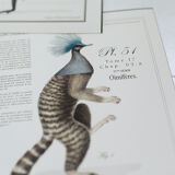 Chimera lithograph animal engraving - the pink flamoulpe