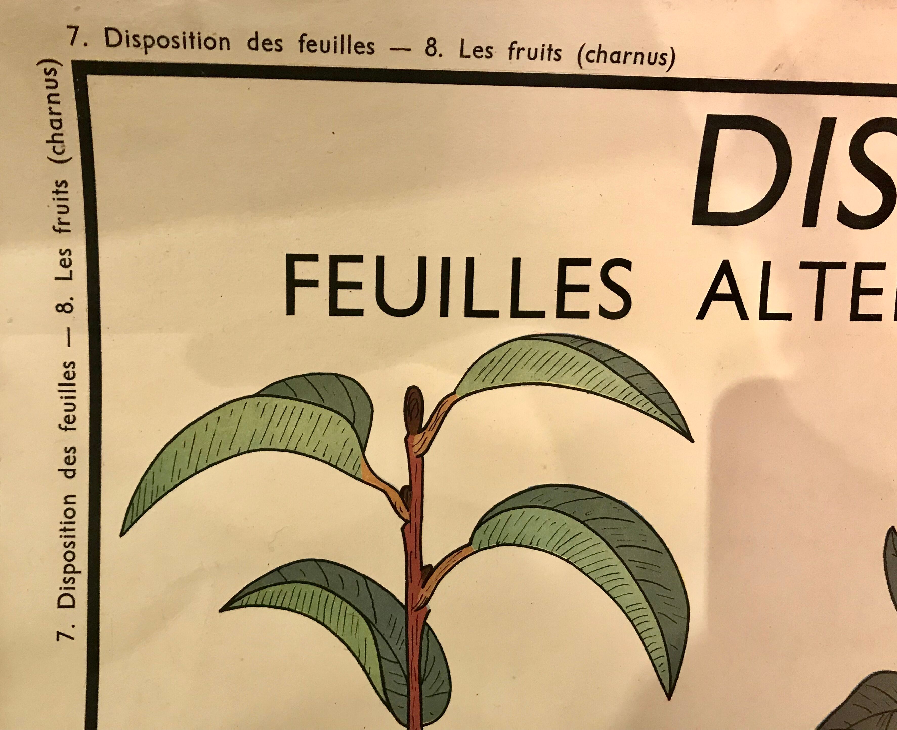 Displays educational fruit / leaves - Nightingale