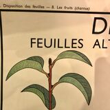 Displays educational fruit / leaves - Nightingale