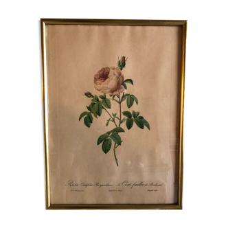 Framed engraving