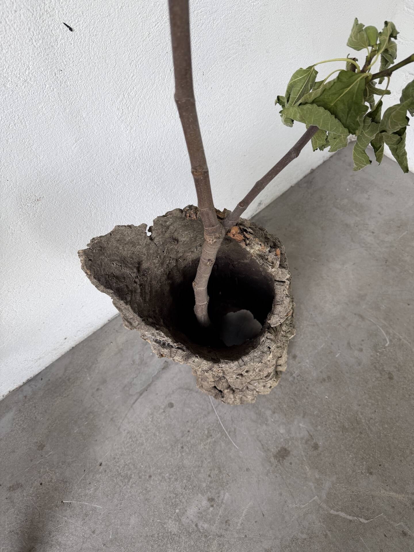 XL cork bark vase