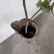 XL cork bark vase