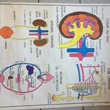 Map of school Rossignol, the skeleton and excretion