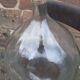 Dame jeanne 30 litres