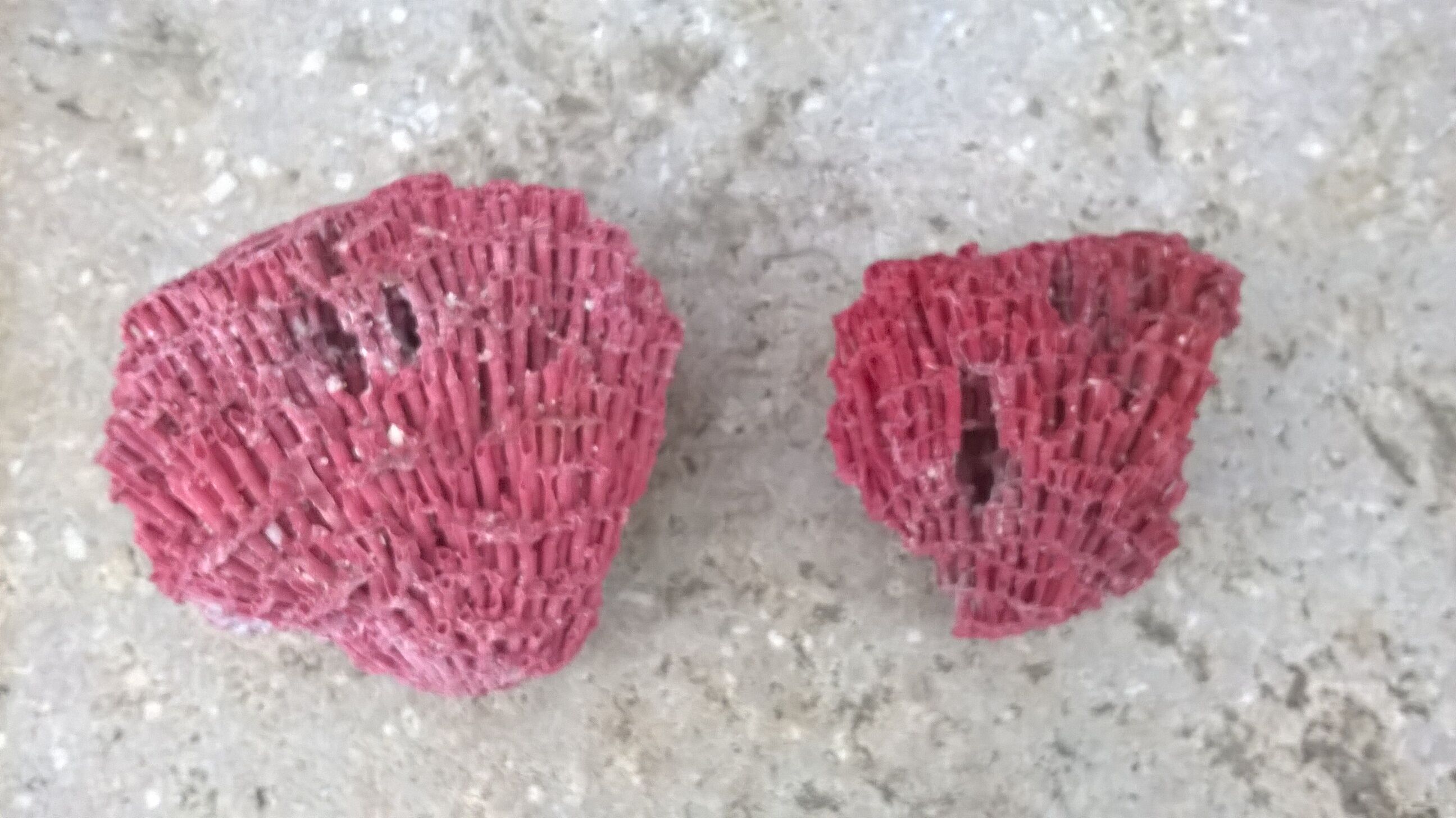 Vintage red coral duo