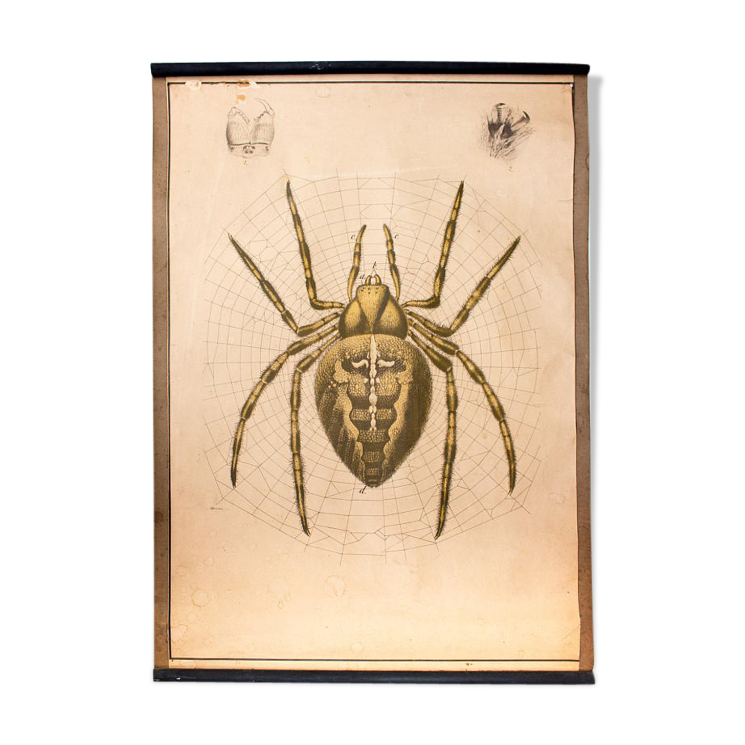 Affiche jardin araignée, lithographie, Karl Jansky, Böhmen, 1897