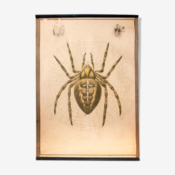Spider garden poster, lithograph, Karl Jansky, Böhmen, 1897