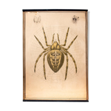 Spider garden poster, lithograph, Karl Jansky, Böhmen, 1897