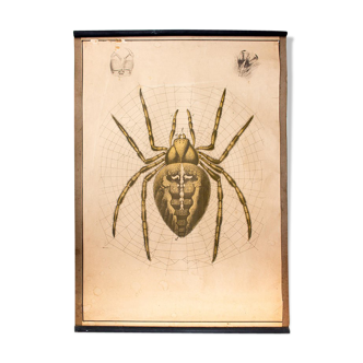 Spider garden poster, lithograph, Karl Jansky, Böhmen, 1897