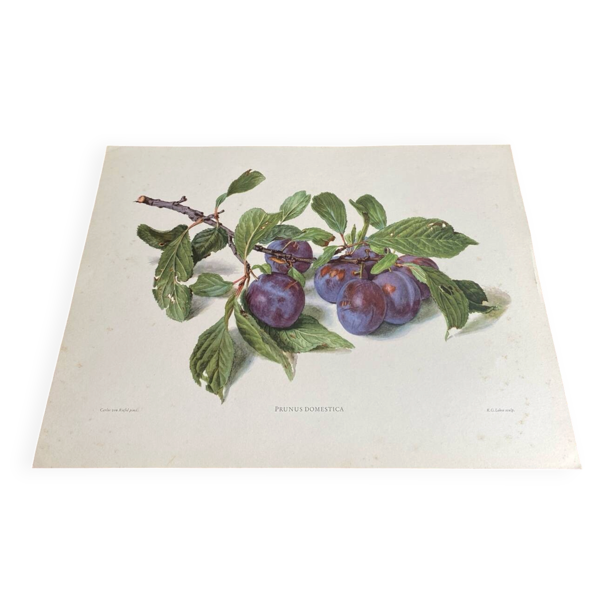 Affiche botanique, Prunus Domestica