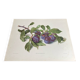 Affiche botanique, Prunus Domestica