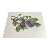 Botanical poster, Prunus Domestica