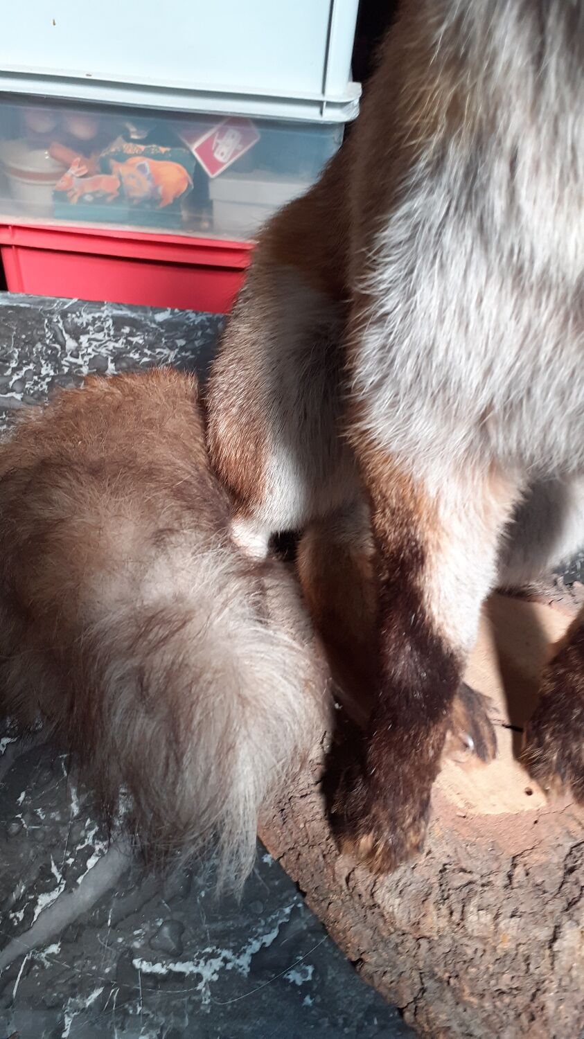 Stuffed fox and naturalized taxidermy