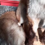 Stuffed fox and naturalized taxidermy