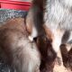 Renard empaillé et naturalisé taxidermie