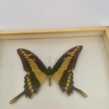 Butterfly wall frame
