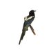Taxidermy old stuffed bird magpie on branch wall decoration 40cm