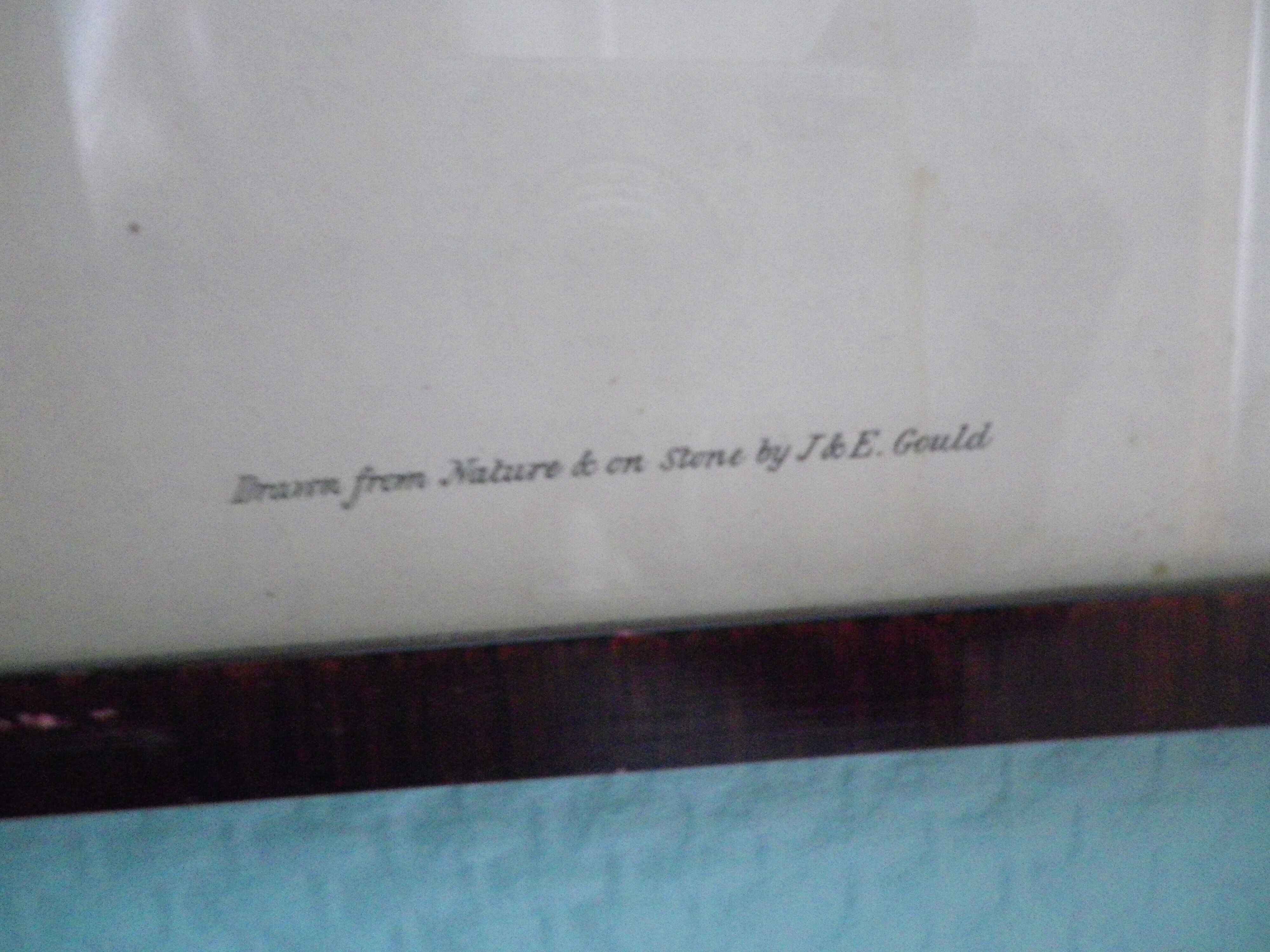 Printed "trogon temnurus" by J- E. Gould 1804-1881 printed by c.hullmandel (1789/1850)