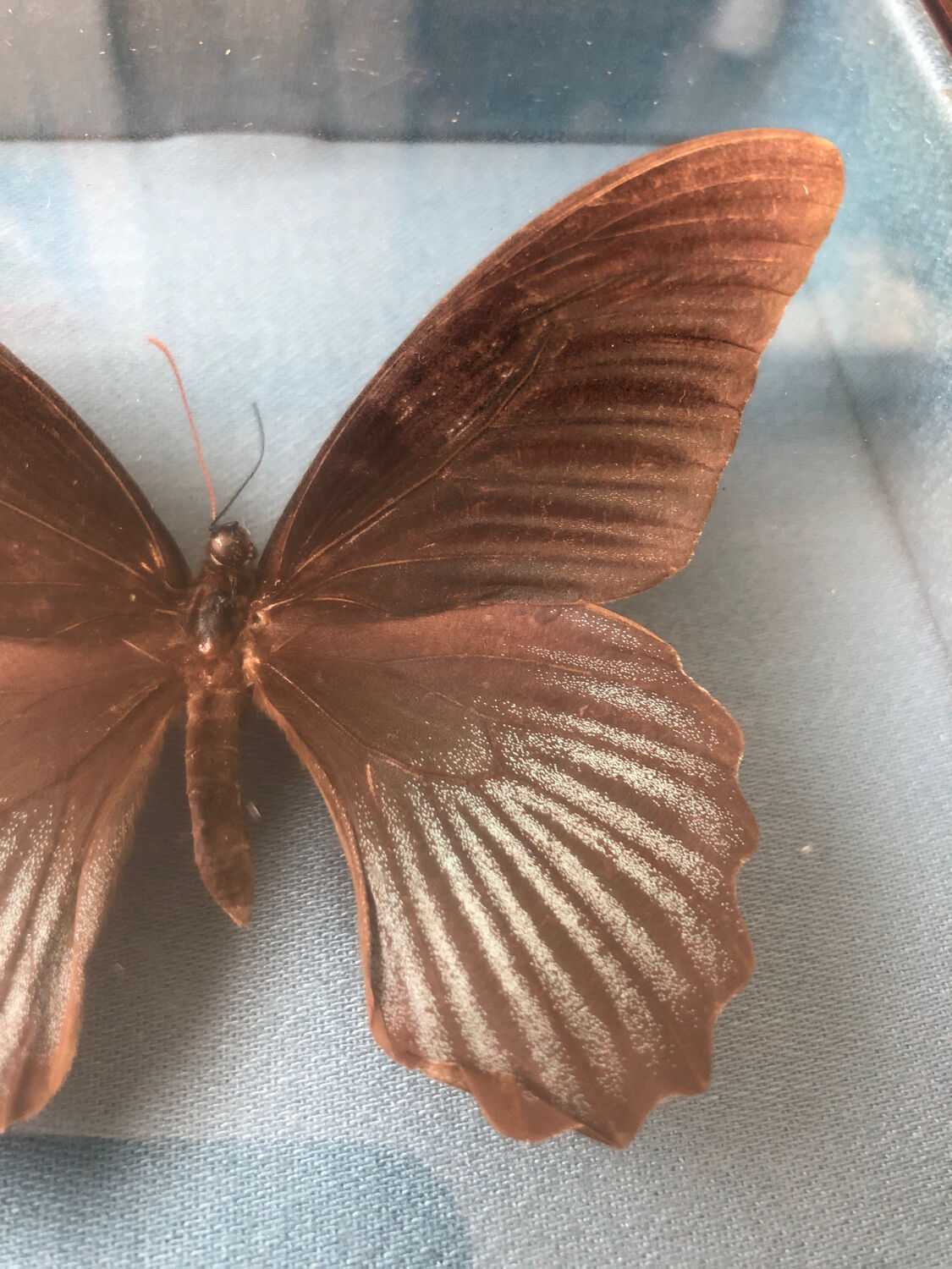 Lot of stuffed butterflies