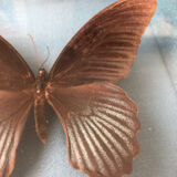 Lot of stuffed butterflies