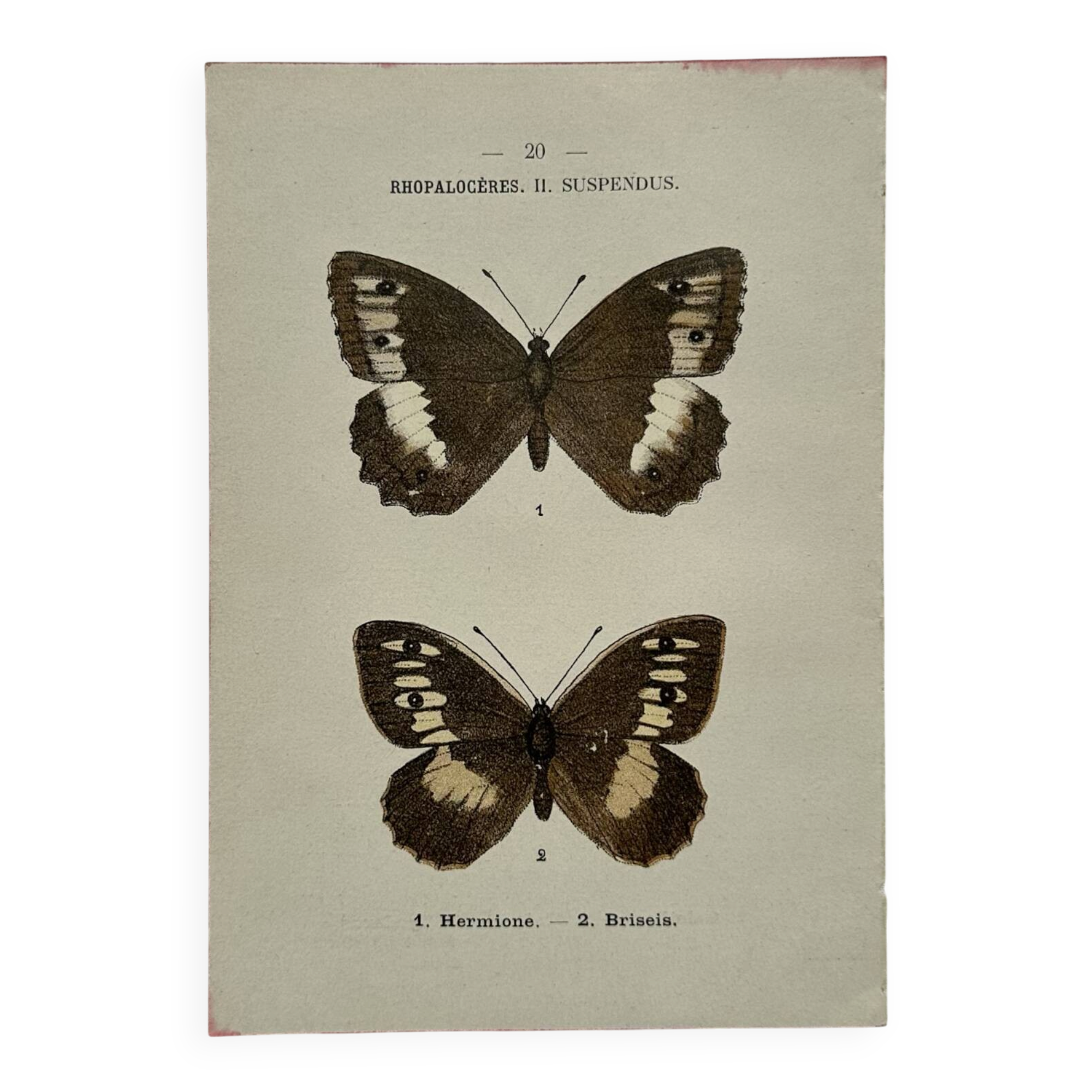 Gravure botanique papillons double face planche naturaliste Eau forte