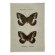 Gravure botanique papillons double face planche naturaliste Eau forte