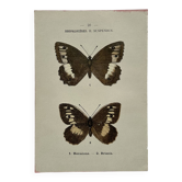 Botanical engraving double-sided butterflies naturalist plate etching