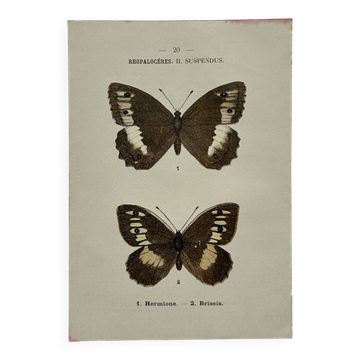 Botanical engraving double-sided butterflies naturalist plate etching