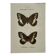 Gravure botanique papillons double face planche naturaliste Eau forte