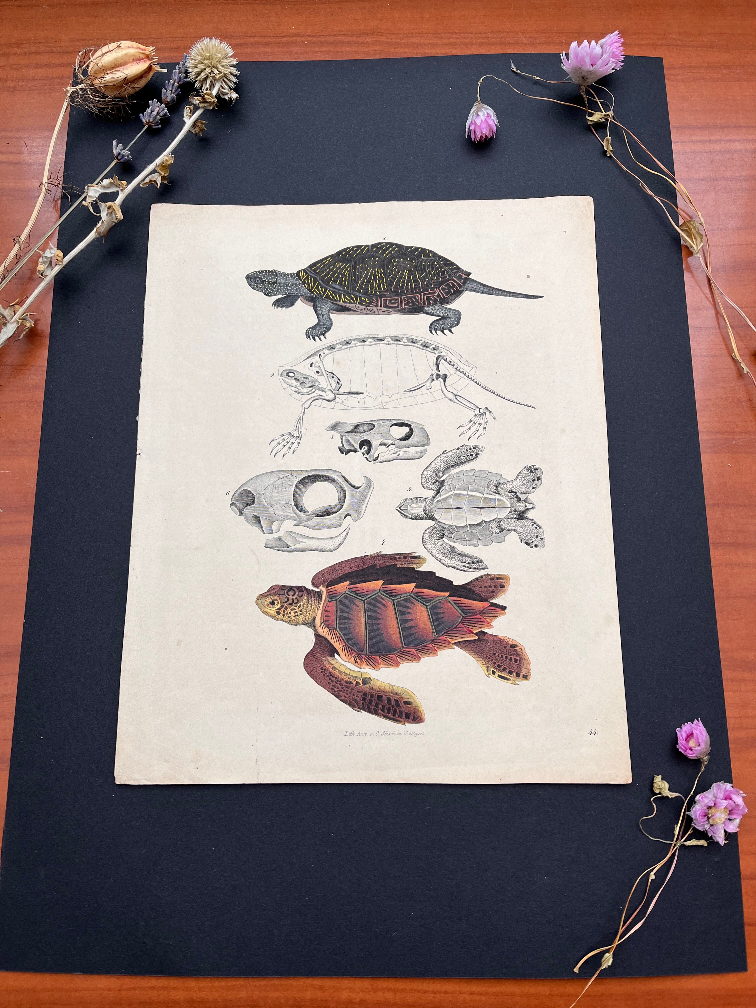 Poster (lithograph) turtles