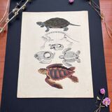 Poster (lithograph) turtles