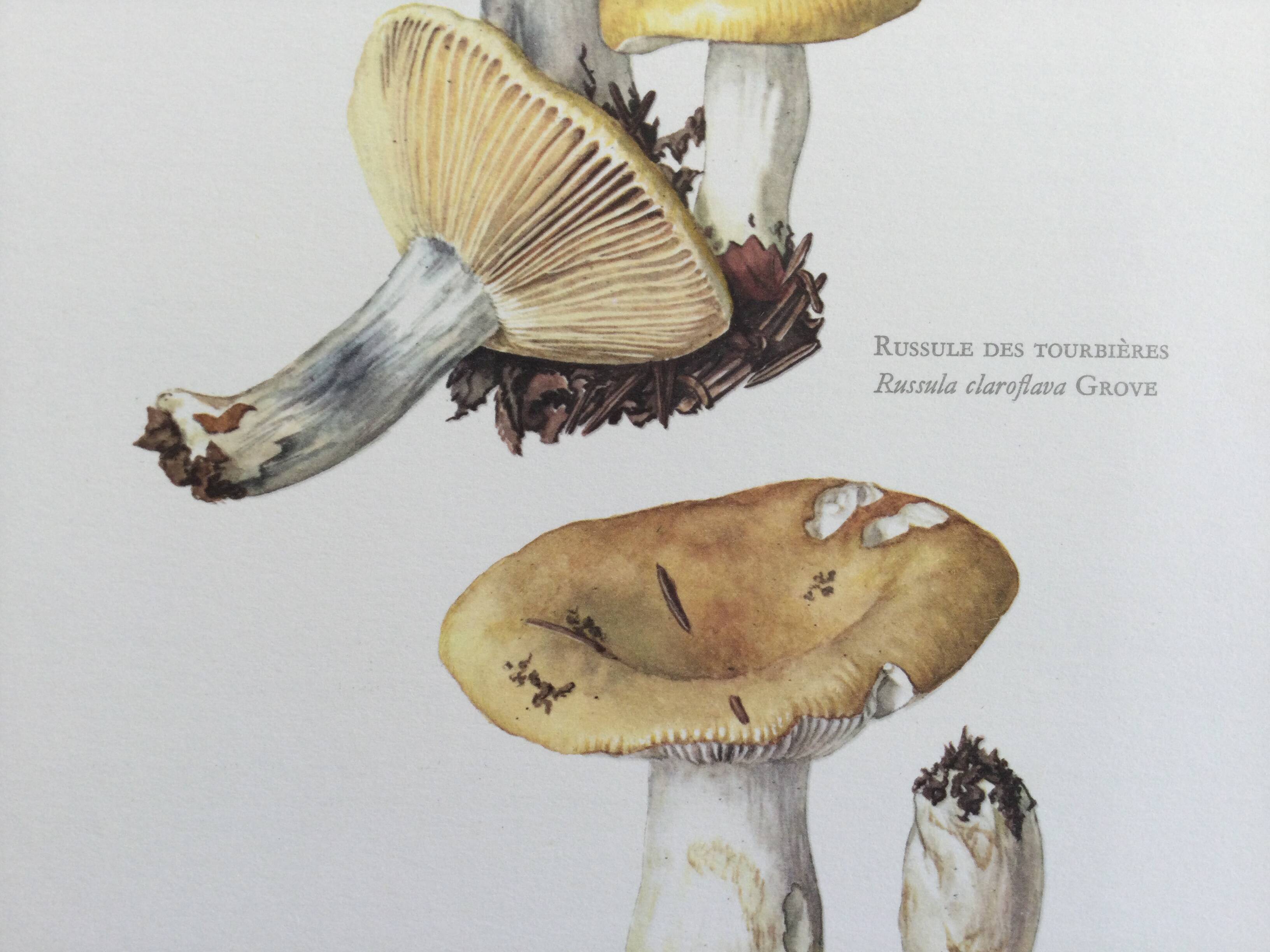 Botanical Illustration Mushroom White Russula Vintage Print 60s