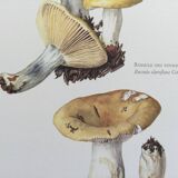 Illustration botanique Champignon Russule blanche Impression Vintage des années 60