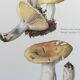 Botanical Illustration Mushroom White Russula Vintage Print 60s