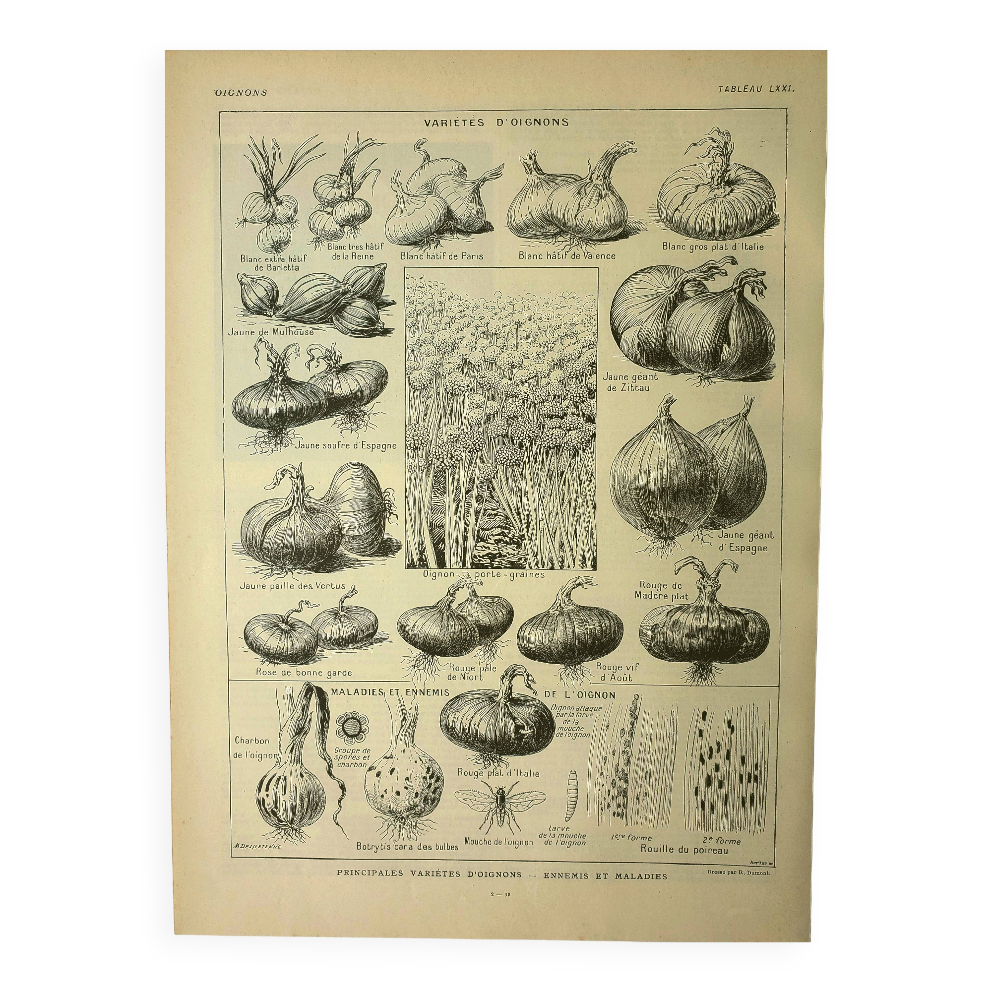 Botanical plate 1921 M. Dessertenne - Vegetable onions - Old image