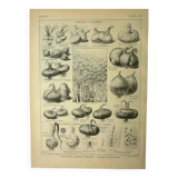 Botanical plate 1921 M. Dessertenne - Vegetable onions - Old image