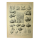 Botanical plate 1921 M. Dessertenne - Vegetable onions - Old image