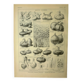 Botanical plate 1921 M. Dessertenne - Vegetable onions - Old image