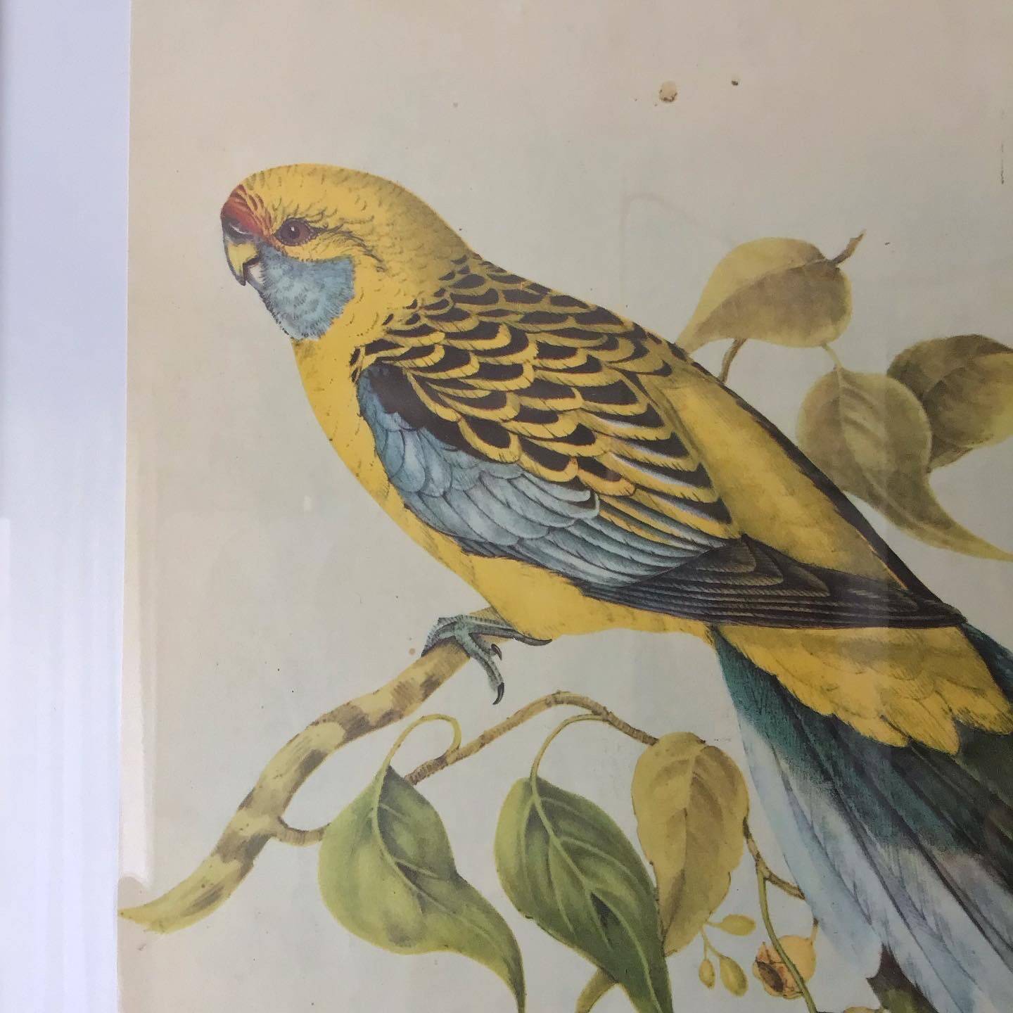 Vintage parakeet lithograph frame