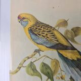 Vintage parakeet lithograph frame