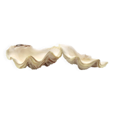 Vide poche coquillage bénitier naturel blanc, années 70