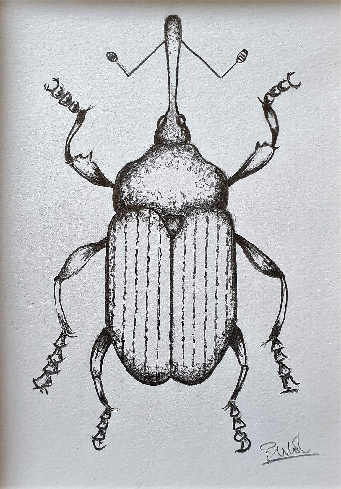 Set of 3 insect sketches