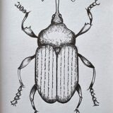 Set of 3 insect sketches