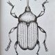 Set of 3 insect sketches