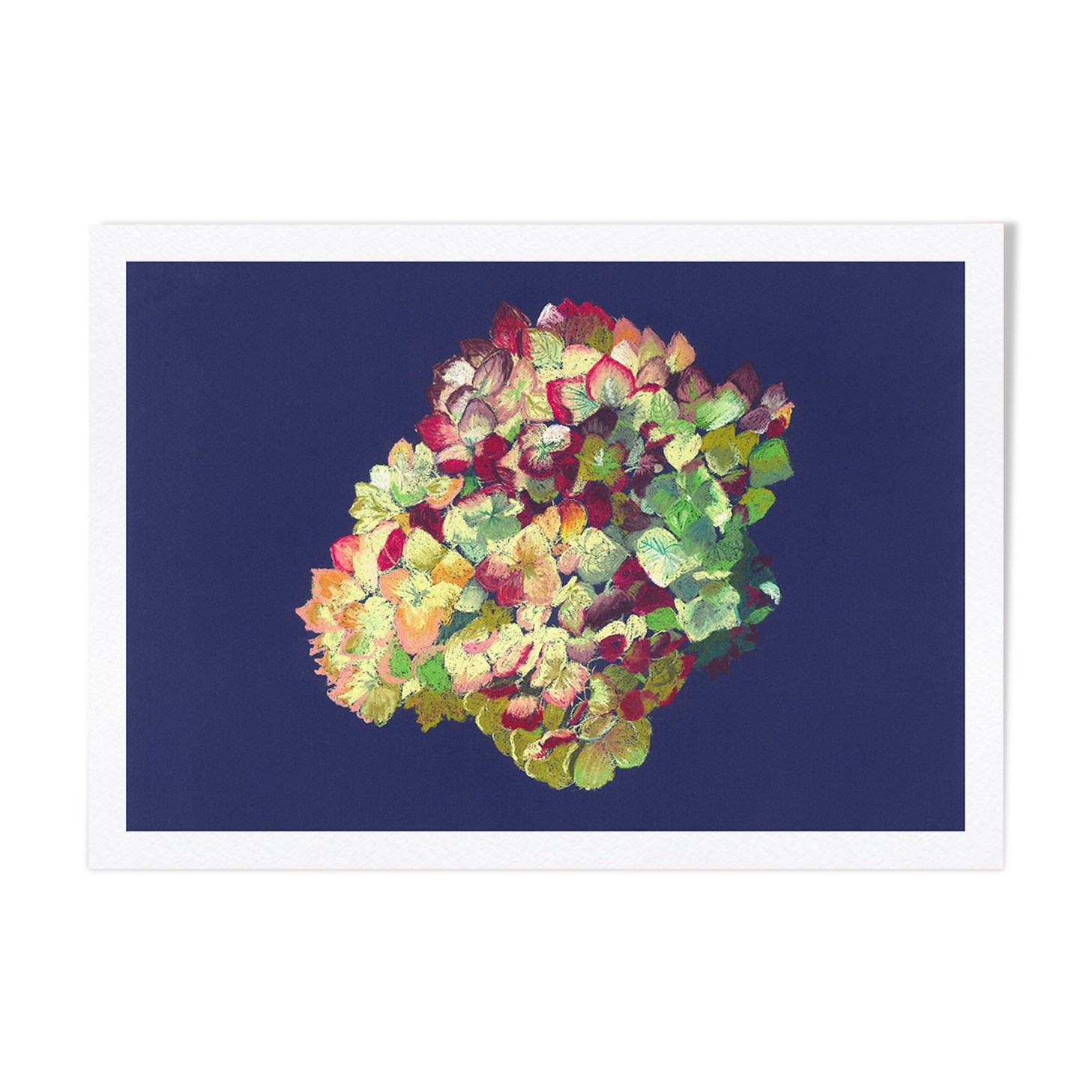 Still Life - Hortensia - Flower