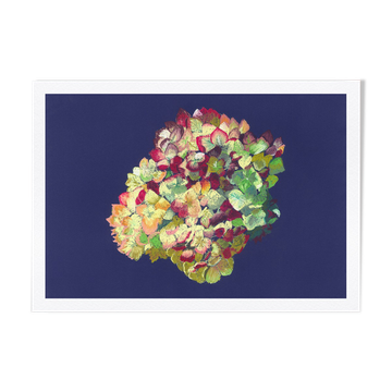 Still Life - Hortensia - Flower