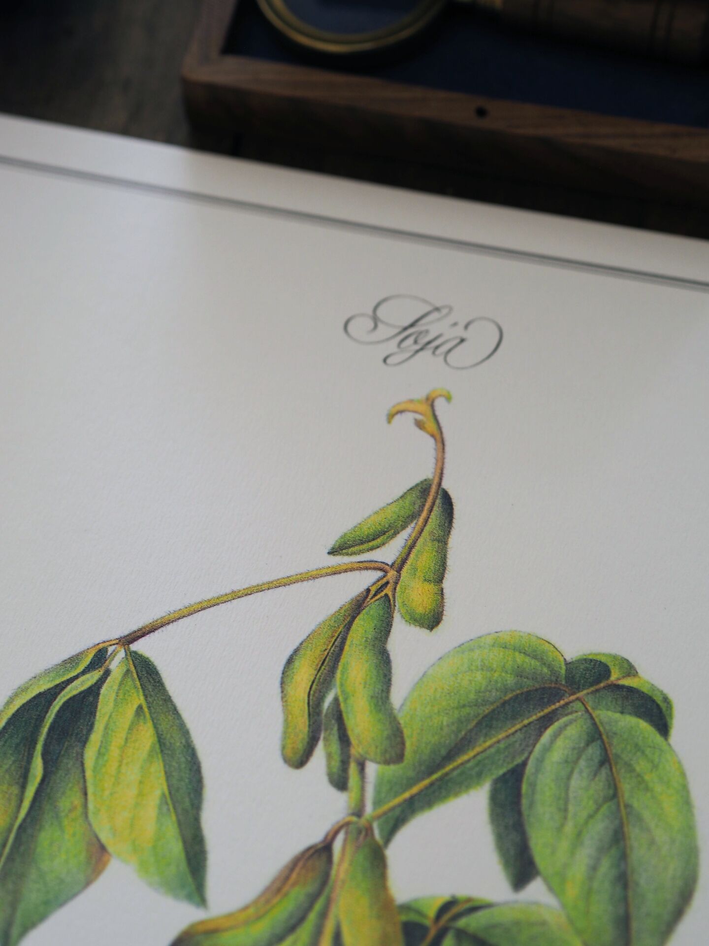 Le Soja, illustration imprimée en 1986. Botanique Vintage. 24X31cm