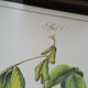 Le Soja, illustration imprimée en 1986. Botanique Vintage. 24X31cm