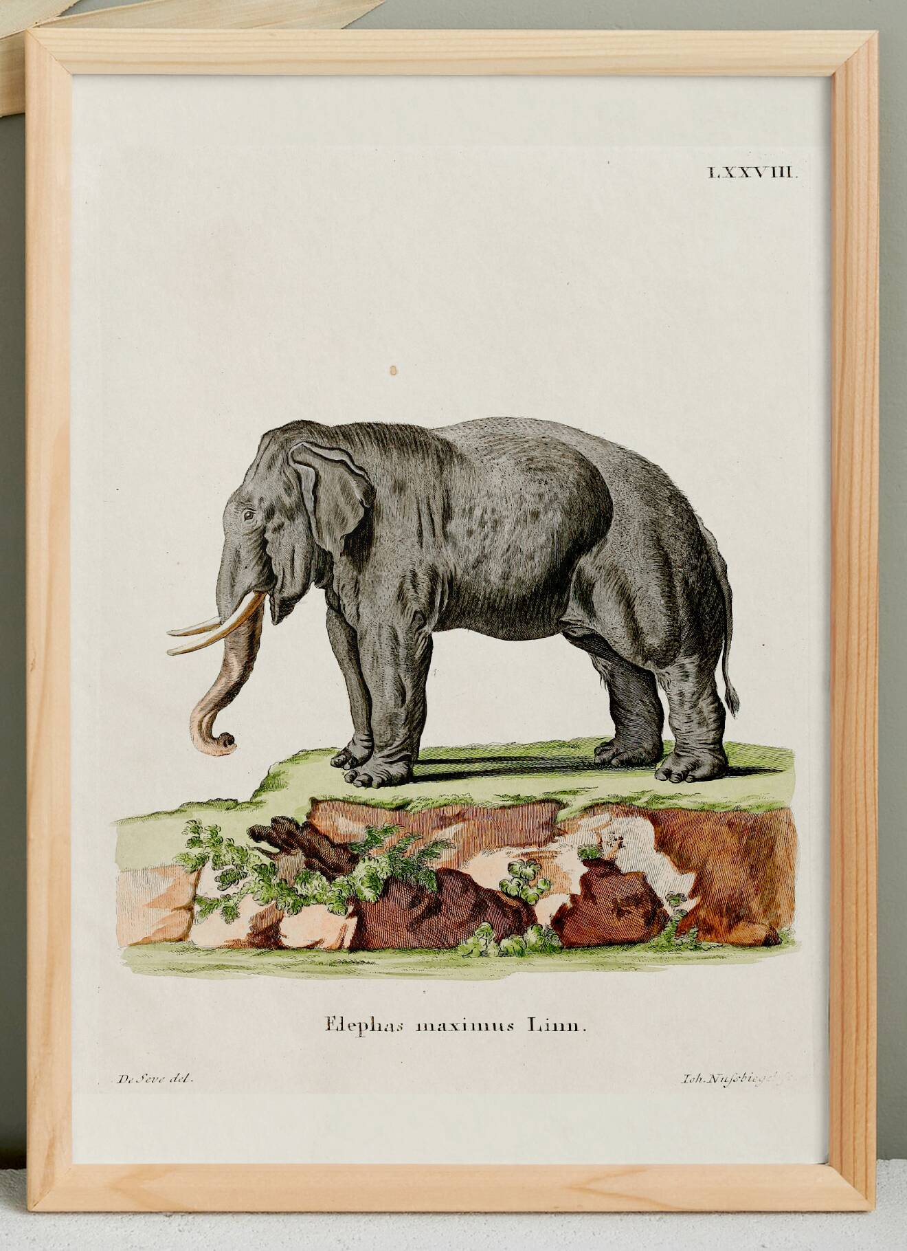 Poster featuring an "Asian Elephant", based on an old engraving from 1774