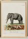 Affiche sur "Éléphant d'Asie", d'après une gravure ancienne de 1774